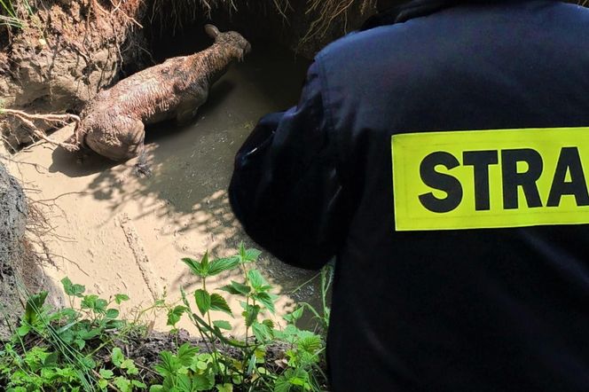 Cielak wpadł do głębokiego wykopu. Na pomoc ruszyli strażacy