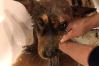 Fart wtopił się w asfalt