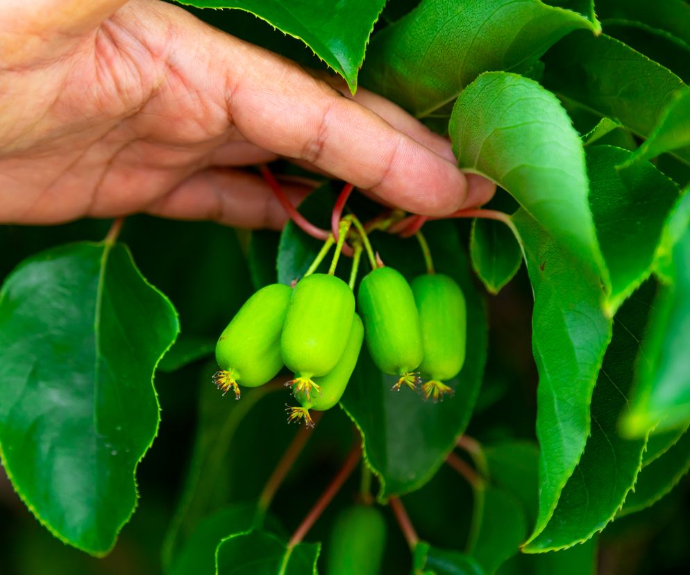 Mini kiwi
