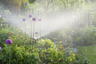 Podlewanie ogrodu - co wybrać: podlewanie tradycyjne czy systemy nawadniania