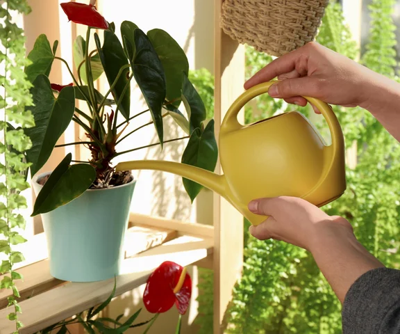 Jedna łyżka z kuchennej szafki, a anturium zakwitło jak szalone. Zadziałało na roślinę niczym odżywcza bomba. Odżywka do anturium