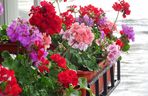 Pelargonie