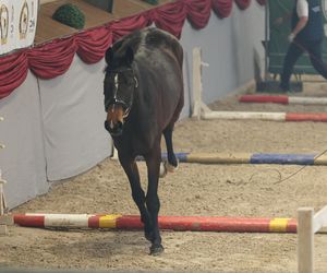 Czempionat Koni Ras Szlachetnych i Pokaz Ogierów Hodowlanych w Radzionkowie