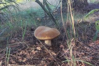 Grzybobranie Podkarpacie