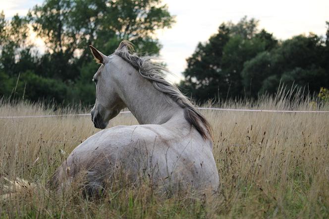 Kradzież koni w Małopolsce