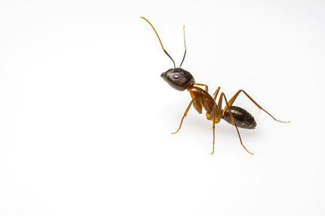 Brachyponera