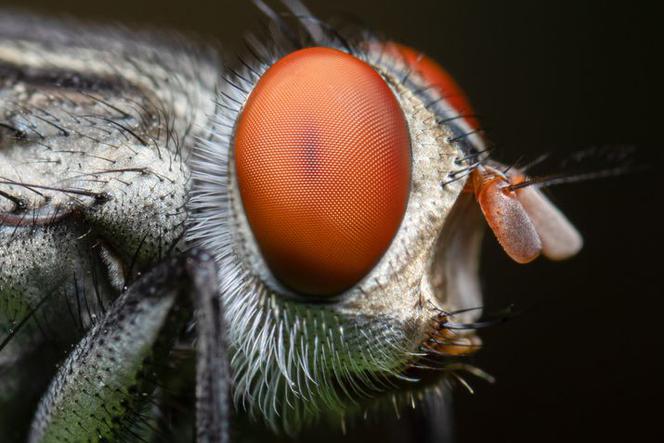 Mucha domowa ma wielkie oczy