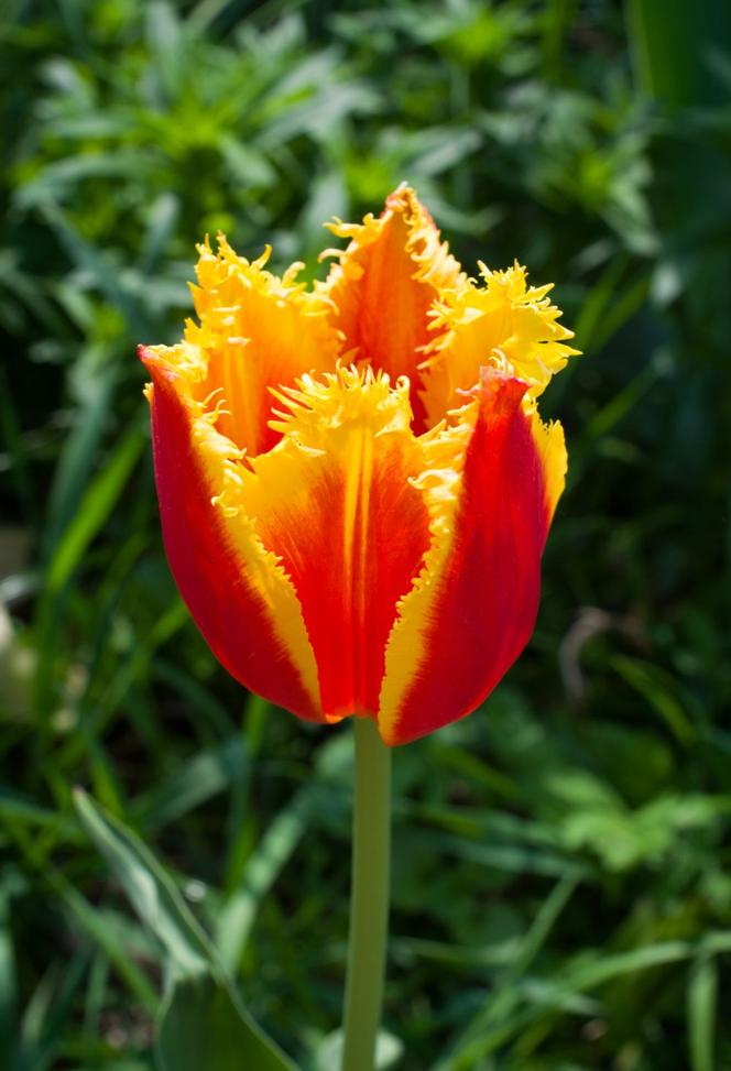 Tulipany strzępiaste