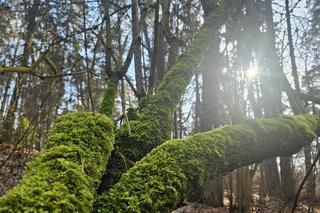 W Olsztynie są dwa takie miejsca. Zobacz, jak bajecznie prezentuje się rezerwat Redykajny [ZDJĘCIA]