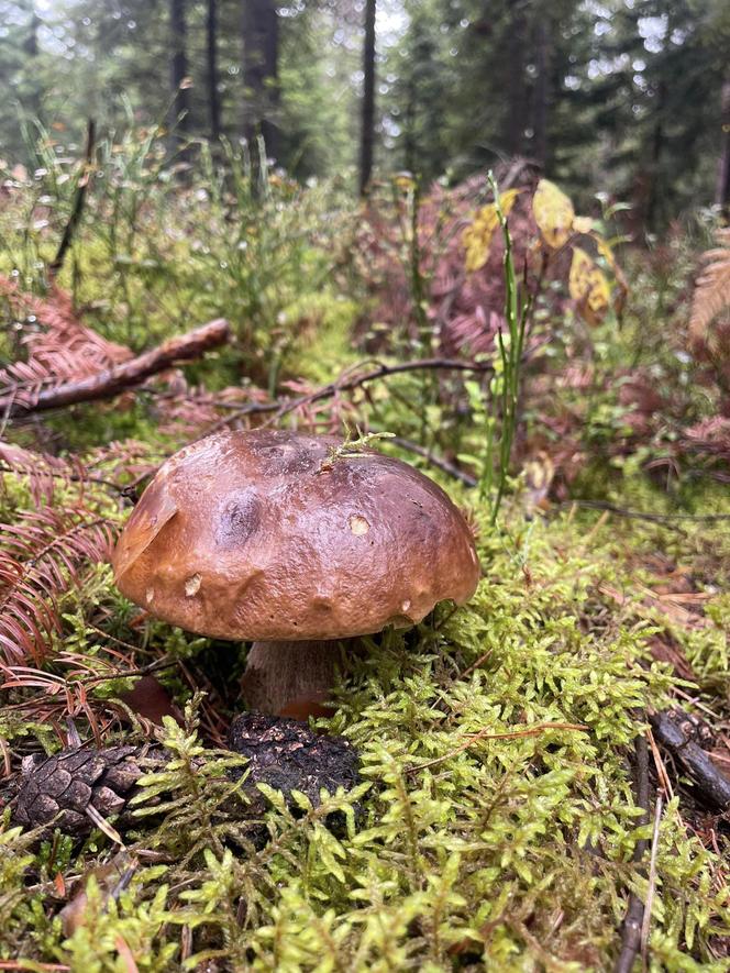 Ostatki grzybowe w Świętokrzyskiem