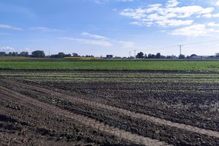 Rolnicy oszukani na nasionach