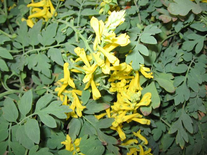 Kokorycz 'Canary Feathers'