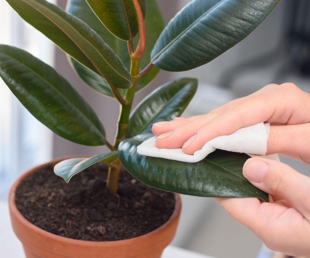 Jak czyścić liście roślin doniczkowych?