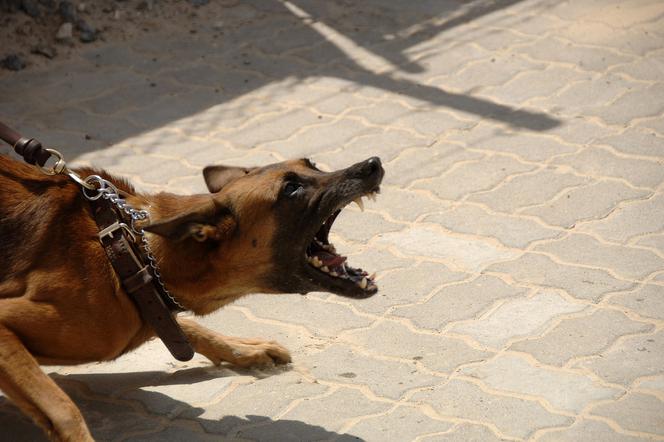 Agresywny pies [zdjęcie ilustracyjne]