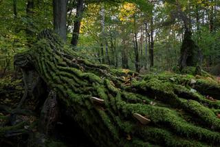 KAMPINOSKI PARK NARODOWY