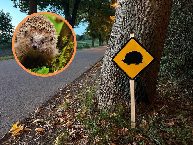 Nietypowe znaki drogowe w Piekarach Śląskich. Ostrzegają o... jeżach. Tak miasto dba o bezpieczeństwo małych ssaków