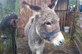 Żywa szopka w Szczecinie Żydowcach