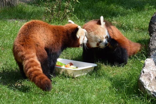 Zoo w Poznaniu chwali się pandami rudymi. Tylko na nie popatrzcie!