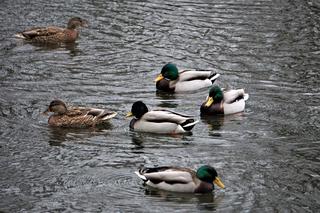 Nowe kaczkomaty w Krakowie. Wiemy, gdzie się znajdują!