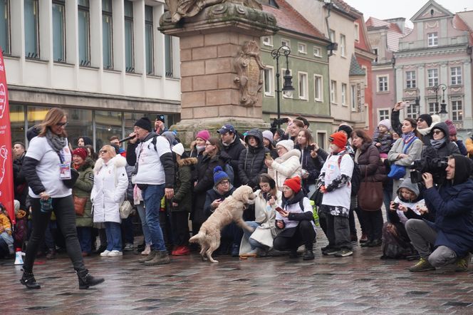 Golden Retriever WOŚP w Poznaniu