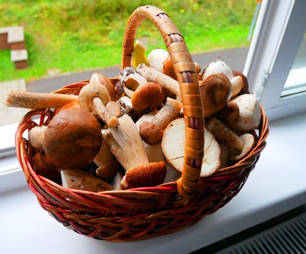 Po powrocie z lasu połóż grzyby na słońcu. Podwoisz poziom witaminy D w 30 minut