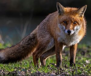 Coraz więcej przypadków wścieklizny u zwierząt. Najwięcej w naszym województwie