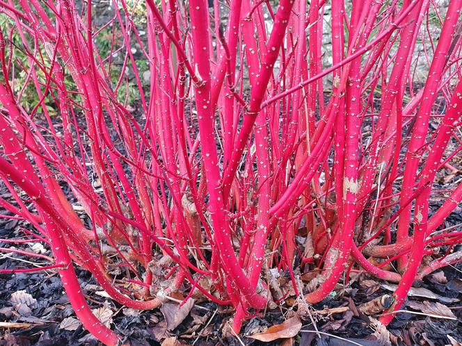 Cornus alba 'Sibirica'