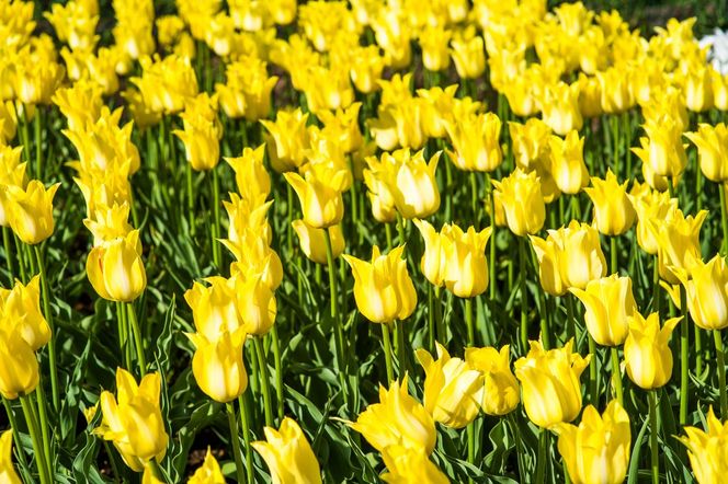 Tulipany liliokształtne
