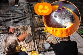 Halloween w Pet Patrol. Rybnickie nutrie mają ochotę na wycięte dynie. Pałaszują jak szalone