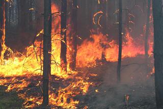 Pożar lasu w Polanowie