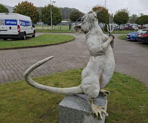 Nie krasnal, a szczur. Wrocław ma nowy, zaskakujący pomnik z ważnym przesłaniem