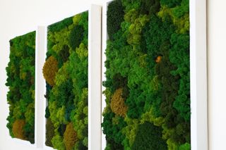 Dekoracje z mchu na ścianie