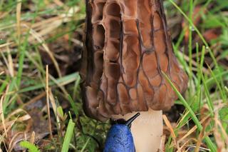 Niebieskie ślimaki można spotkać na górskich szlakach i nie tylko. Trwa prawdziwa inwazja!