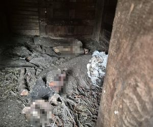 Dramat w Pruszkowie. Przetrzymywał zwierzęta w skandalicznych warunkach. Właściciel próbował się ich pozbyć