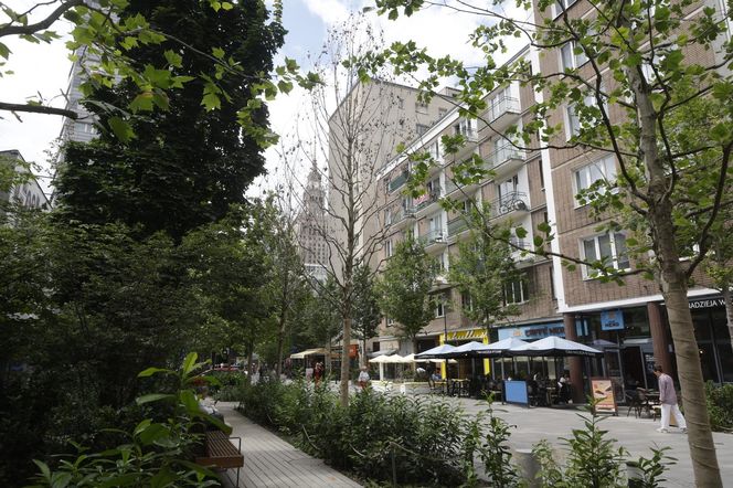 Martwe drzewa na Chmielnej w Warszawie. Miasto potwierdza. „Termin wymiany to jesień”