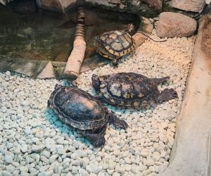 Egzotyczny świat na wyciągnięcie ręki! Zaglądamy do akwarium-terrarium w Myślęcinku