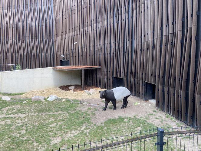 Tapir Willy nowym mieszkańcem Orientarium w Łodzi