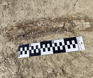 Fragment ciosu mamuta (stan zachowania w chwili odkrycia)