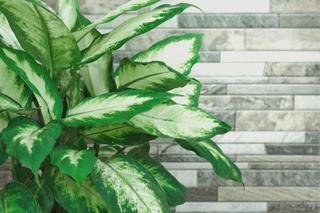 Difenbachia 'Camille'