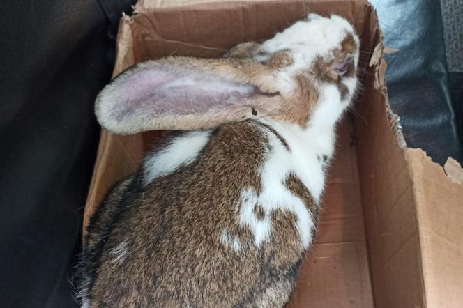 Chory królik porzucony w lesie przez 23-latka