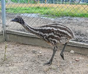 Pisklęta emu zamieszkają w poznańskim ZOO 