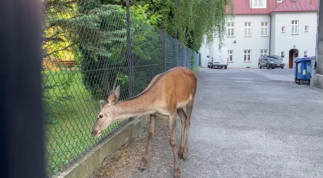 Śląskie: Egzamin ósmoklasisty zakłóciło wtargnięcie jelenia na teren szkoły