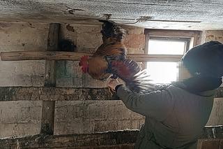 Kogut zabił Wiesława. Krystyna nie miała litości, ptak skończył w garnku