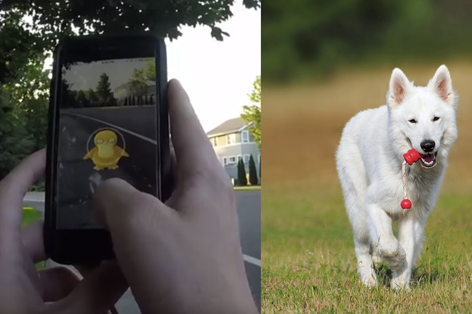Grając w Pokemon Go można pomóc zwierzętom