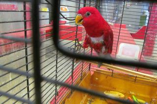 To przemycano przez podkarpacką granicę w 2022 roku