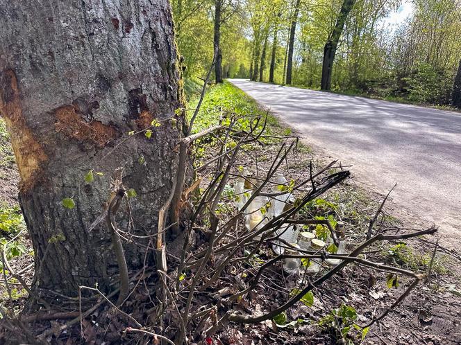 BMW roztrzaskało się na drzewie. 22-latka nie żyje