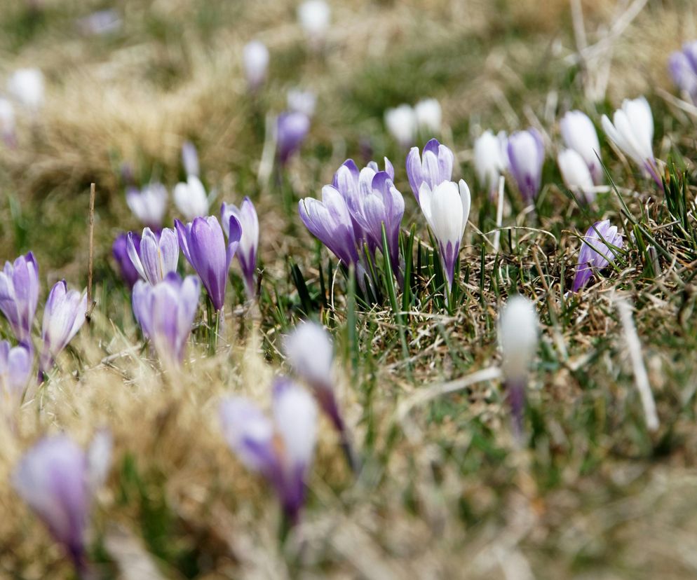 Krokusy