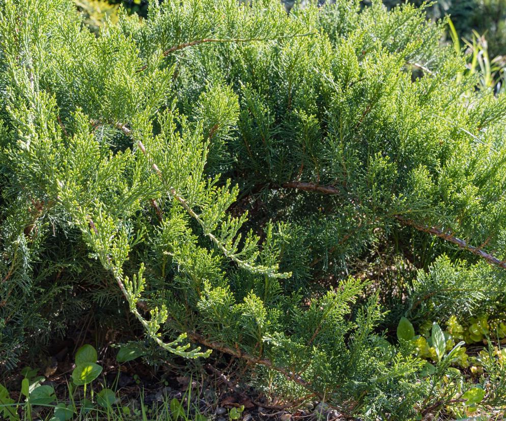Jałowiec sabiński 'Tamariscifolia'