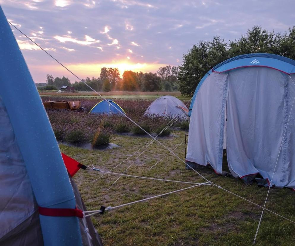 Rozbijanie namiotów na polu lawendy pod Siedlcami będzie można rozpocząć od 18.00 20 lipca