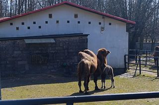 W Śląskim Ogrodzie Zoologicznym narodził się maleńki wielbłąd. Franek już teraz skrada serca